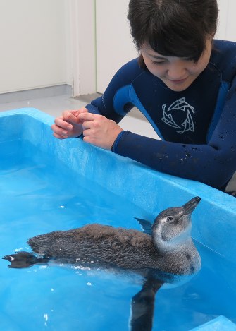 展示プールでのデビューを目指し、泳ぐ訓練を繰り返すペンギンの「ふうりん」=東京都墨田区押上のすみだ水族館 で2016年8月19日午後2時38分、柳澤一男撮影