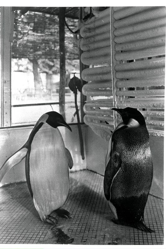 もうひとつの動物園 守り 伝える １２５ ペンギン ２ 東京 毎日新聞