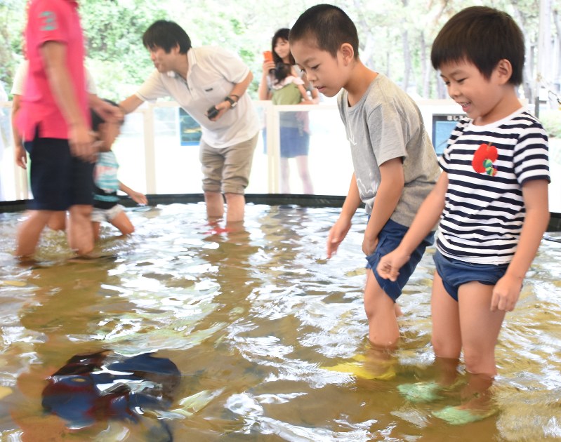大学倶楽部 東海大 エイやサメに触れてみよう 静岡 海洋科学博物館で３１日まで企画展 毎日新聞