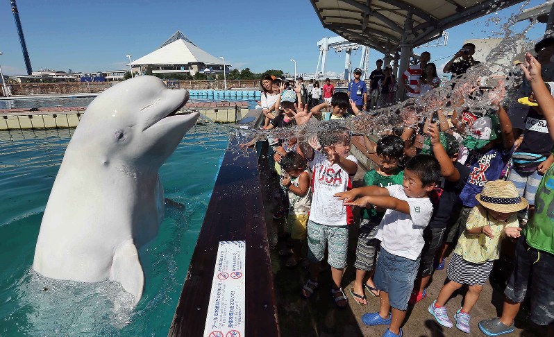 シロイルカのパララからの水しぶきのプレゼントに歓声を上げる子どもたち=横浜市金沢区の横浜・八景島シーパラダイスで2016年8月26日、宮武祐希撮影