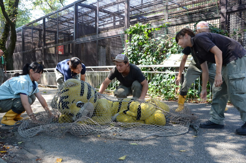 「トラ」を捕獲する動物園職員=宇都宮市上金井町の宇都宮動物園で