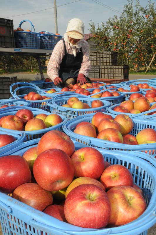 青森を代表する農産物のリンゴも堅調で、輸出総額を押し上げた=青森県弘前市で