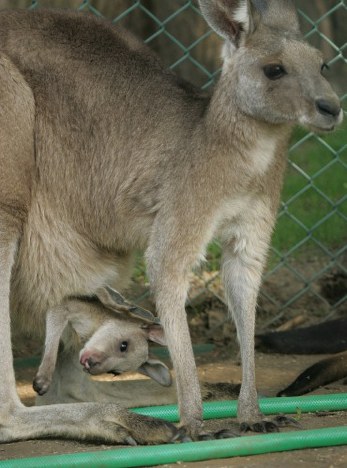 毎日動物園 かわいいどうぶつたち 写真特集32 248 毎日新聞