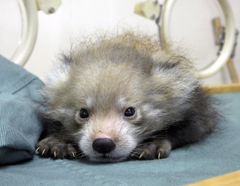 市川市動植物園で7月に生まれたレッサーパンダの赤ちゃん。現在は哺育器で育っている(8月28日撮影)=市川市動植物園提供
