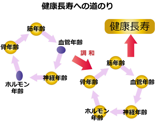 エイジング・ボディ 老化と神経筋機能障害 神経筋接合部の老化。この1枚の模式図を見よ！｜Super Human | 理学