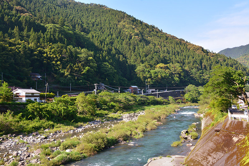 つまものを栽培するため上勝町が買い取る予定の山林=徳島県上勝町福原で、河村諒撮影