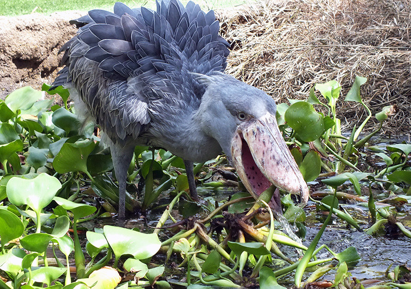 こちらいきもの研究会 動かない鳥 ハシビロコウ 限界３０分 ちょこまか行動 毎日新聞