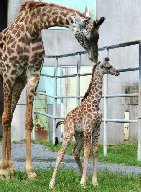 雑記帳 熊本地震による地割れや地盤沈下などで休園中の熊本市動植物園は１４日 毎日新聞