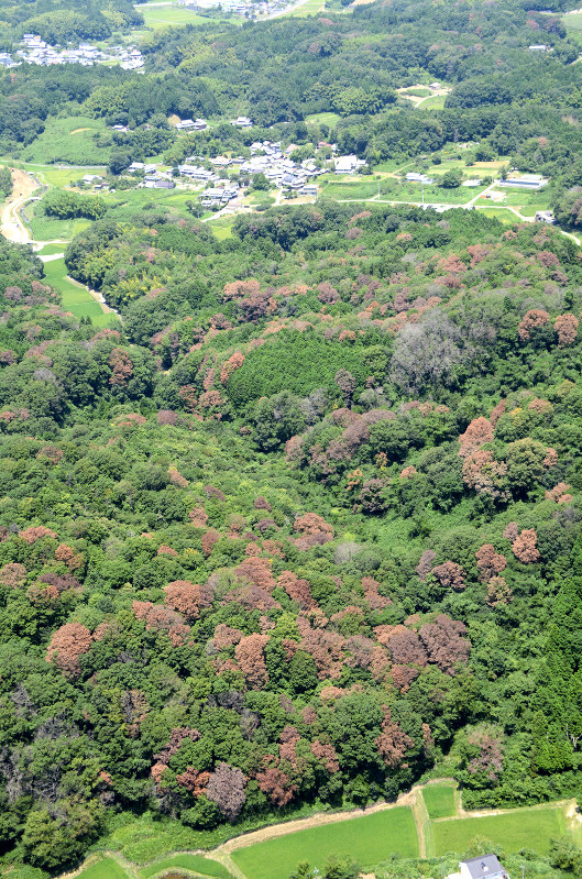ナラ枯れで赤茶色に変色した木が目立つ里山=三重県伊賀市内で、本社ヘリから大橋公一撮影