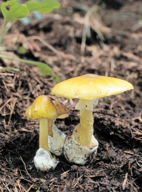 毒キノコ：北海道が注意呼びかけ 食中毒発生で | 毎日新聞