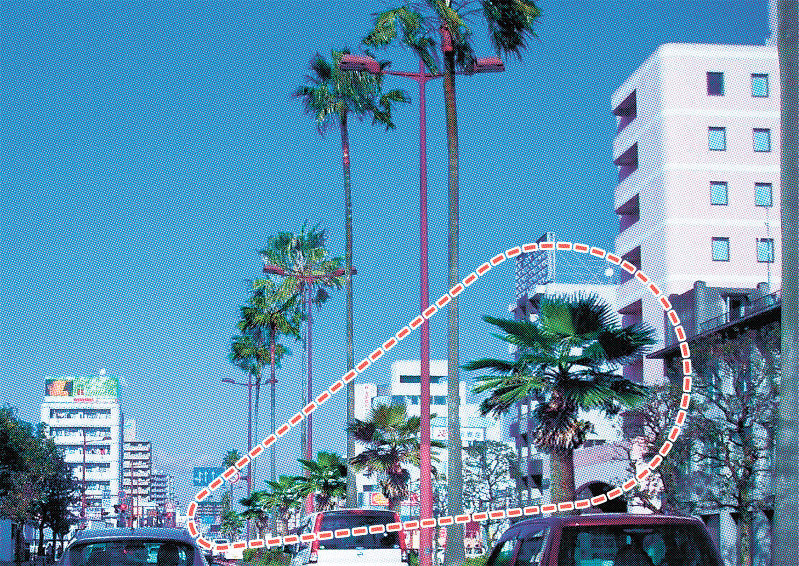 ヤシの木：宮崎のシンボル植え替え巡り議論大詰め | 毎日新聞