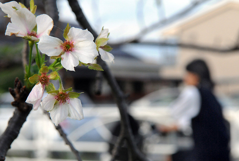 季節外れで開花したソメイヨシノ=滋賀県近江八幡市白鳥町で、金子裕次郎撮影