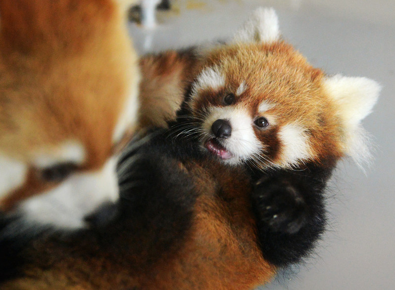 Photo Journal: Fluffy debut - The Mainichi