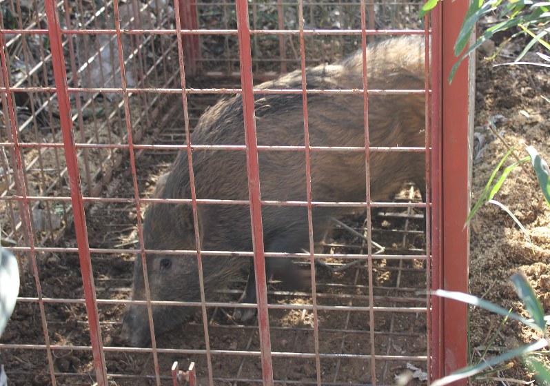 捕獲されたイノシシ