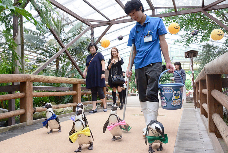 人気のペンギン散歩。さくらは一番左のペンギン=松江市大垣町の松江フォーゲルパークで、長宗拓弥撮影