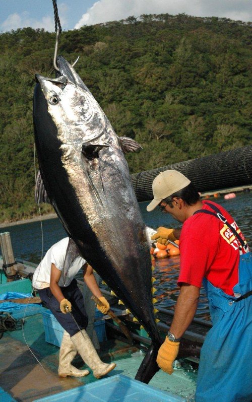 News Navigator Has complete farmraising of bluefin tuna been
