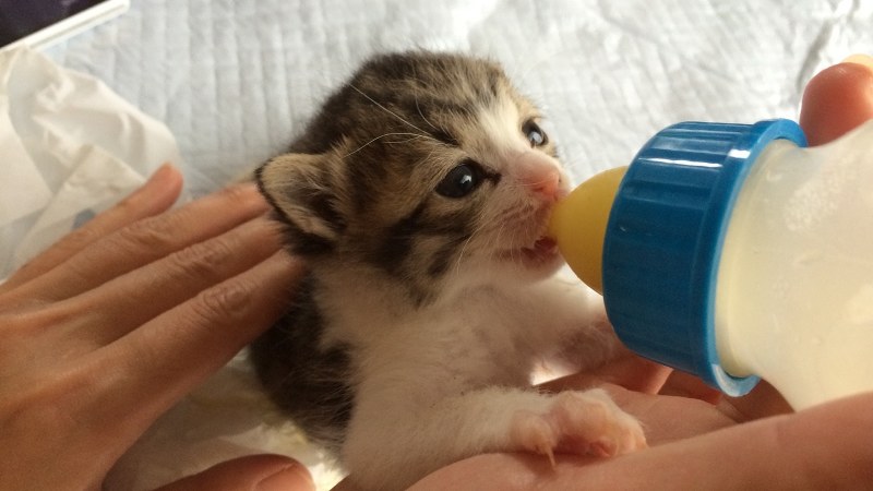 哺乳びんでミルクを飲ませる=筆者撮影