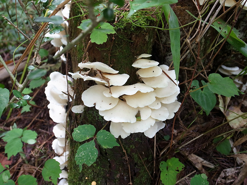 こちらいきもの研究会 秋山でキノコの魅力 見ーつけた 宝探し に五感総動員 毎日新聞