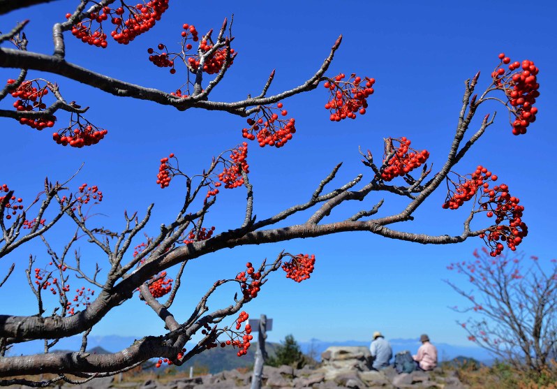 ナナカマド：深まる秋 赤く色づく 長野・湯の丸高原 | 毎日新聞