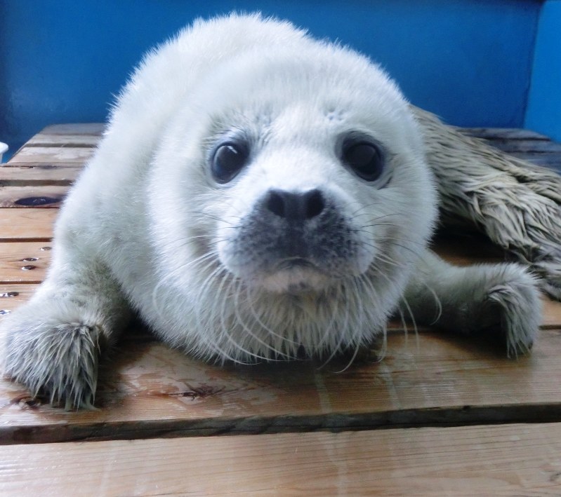 いきもの便り 伊勢シーパラダイス ゴマちゃんの出産 貴重な映像を撮影 三重 毎日新聞