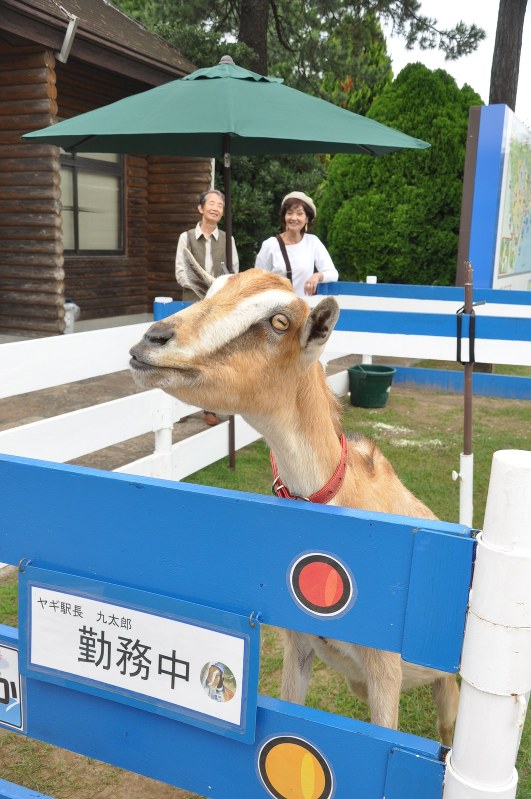 乗客を出迎えるヤギの九太郎=福岡市東区で2016年10月13日、蓬田正志撮影