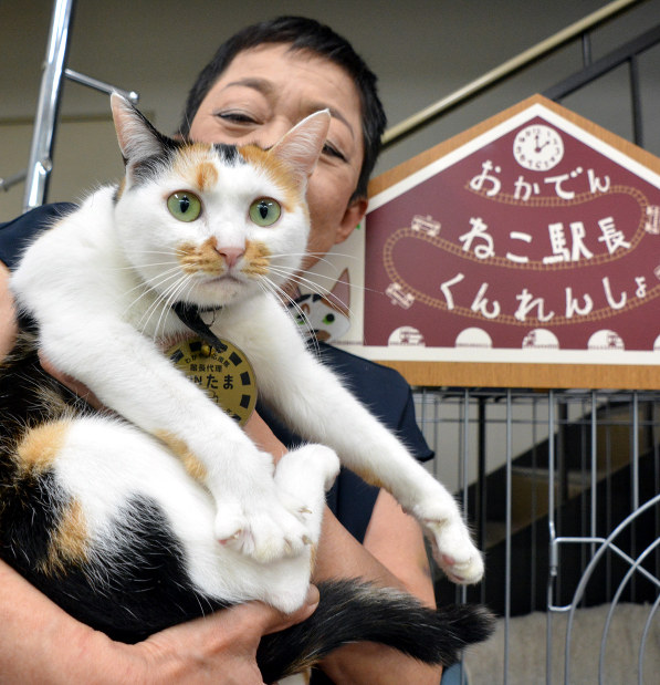 猫の駅長：「SUNたまたま」まもなくデビュー 猛訓練中 | 毎日新聞