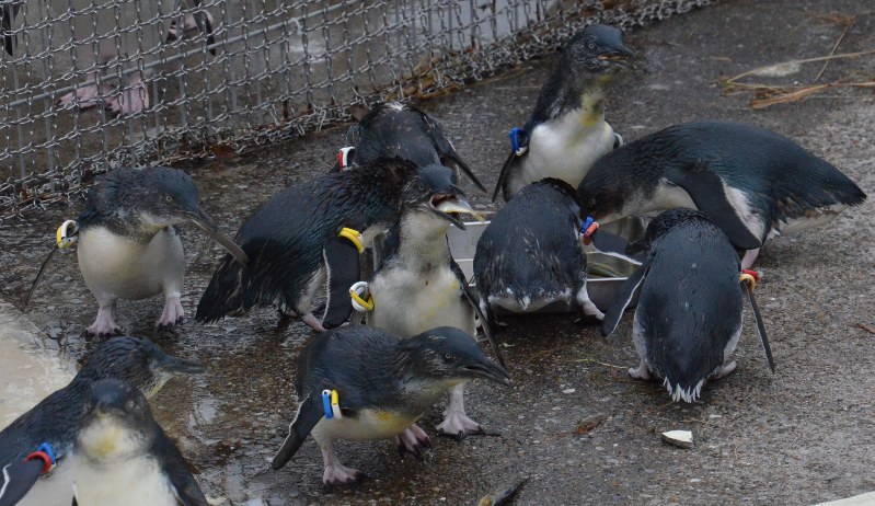 もうひとつの動物園 守り 伝える １３２ ペンギン ９ 東京 毎日新聞