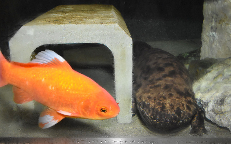 オオサンショウウオの「ひろしまあさこ」(右)と同居する「カープくん」=高知市桟橋通6のわんぱーくこうちアニマルランドで、松原由佳撮影
