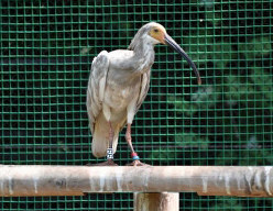 いしかわ動物園で飼育され、一般公開される予定のトキ=石川県能美市の同園で、同県提供
