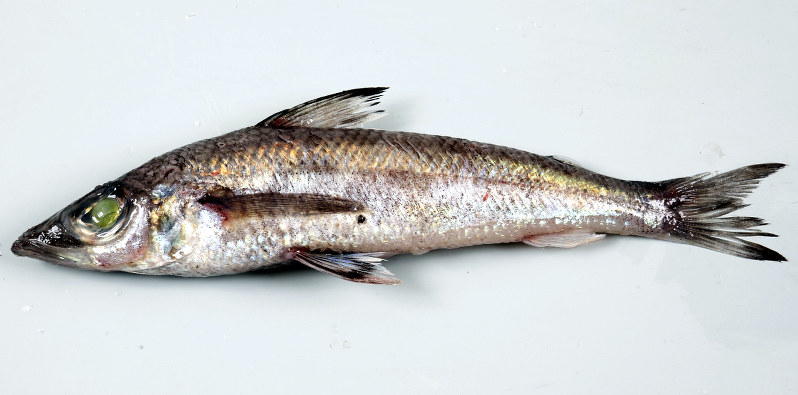 水産振興 雑魚の一番人気は 愛媛 八幡浜で 総選挙 毎日新聞