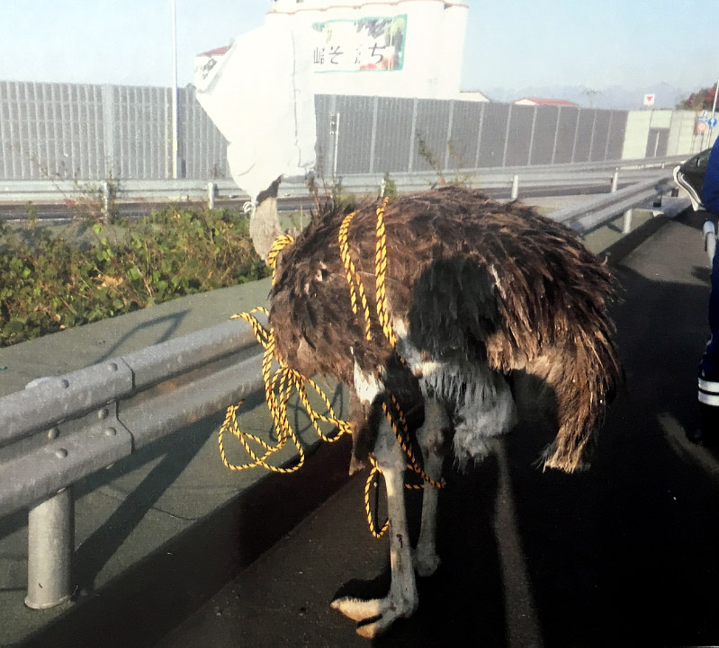 捕獲されたダチョウ。おとなしくするため目隠しをされた=群馬県警提供