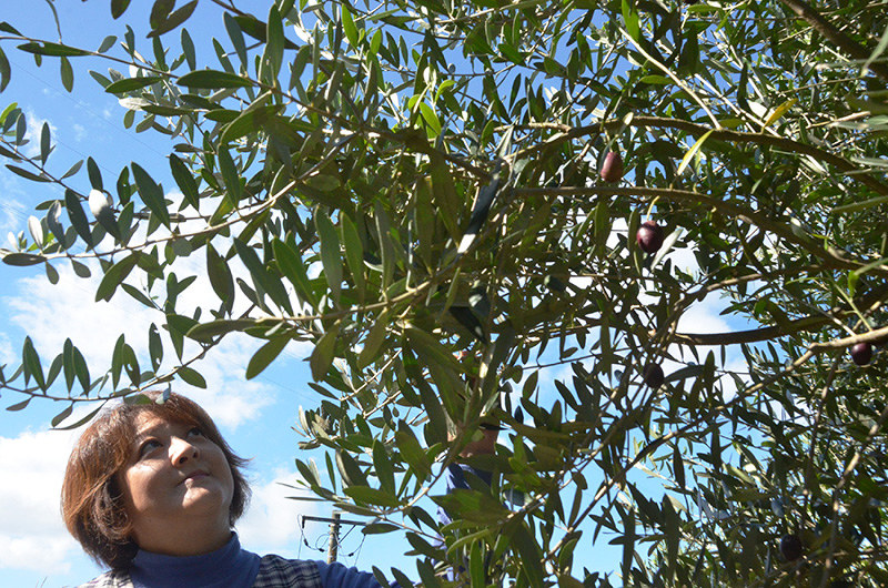 江田島のいま １２年ぶり市長選 上 特産品化へ官民連携 オリーブ 農業振興の起爆剤に 広島 毎日新聞