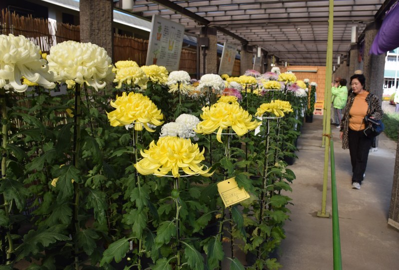 菊花展 大輪の菊ずらり ２１日まで川口で品評会 埼玉 毎日新聞