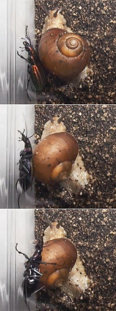 カタツムリ：殻を振り回し敵撃退…北大研究員が初確認 | 毎日新聞