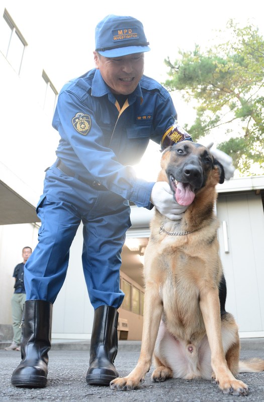 警察犬 徘徊捜索に活躍 背景に高齢社会 役割変化 毎日新聞 警察犬 徘徊捜索に活躍 背景に高齢社会 役割変化 毎日新聞