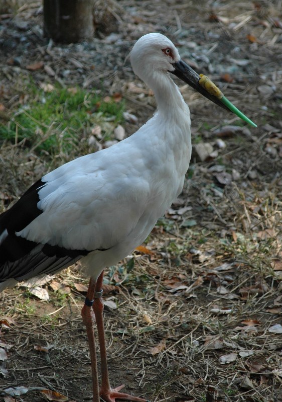 カワセミ：くちばしに異常 雄「ミドリ」ただ今、治療中 [写真特集9/8