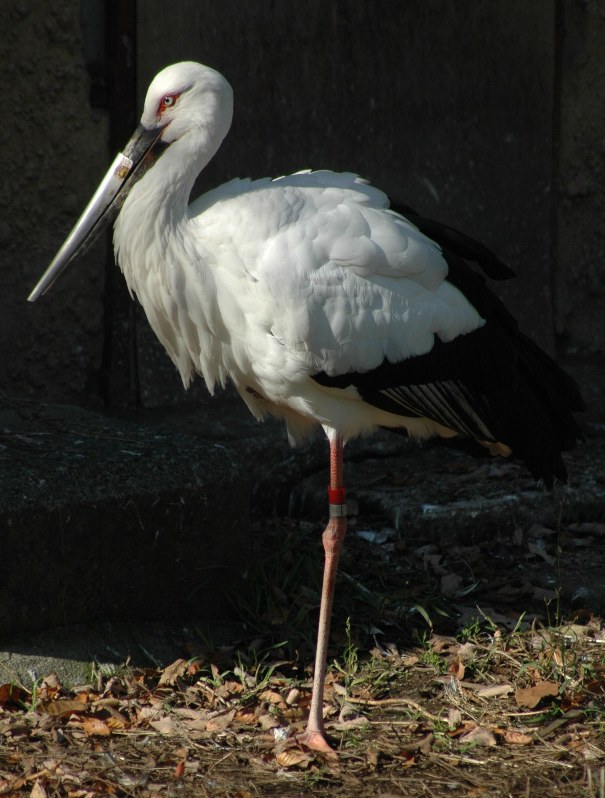 カワセミ：くちばしに異常 雄「ミドリ」ただ今、治療中 [写真特集9/8