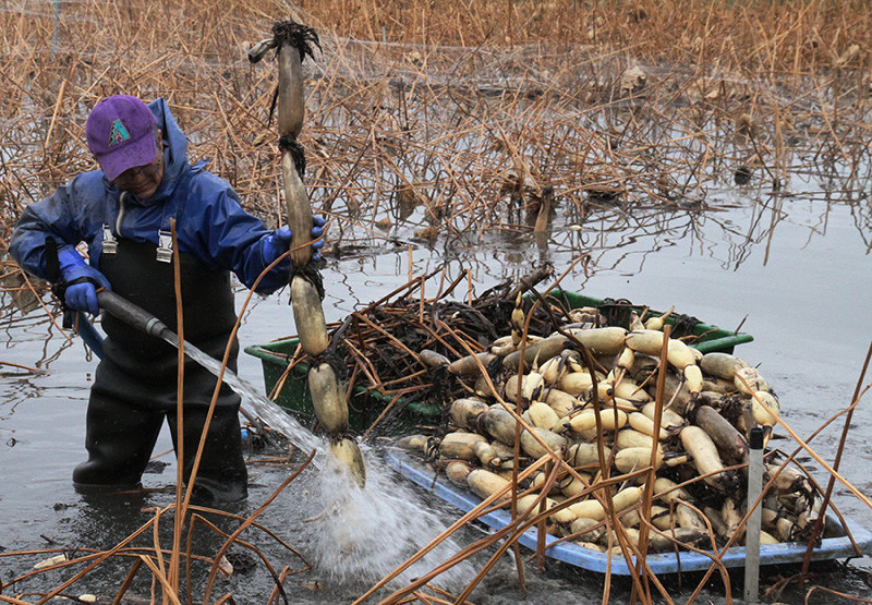 画像をダウンロード レンコン 畑 レンコン 畑 Akiraottohikokyodsn