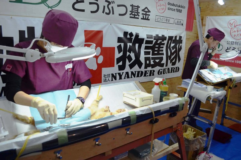 不妊手術を行う公益財団法人「どうぶつ基金」の獣医師2人=駅義則撮影