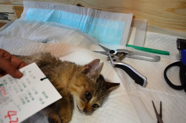 野良猫の不妊手術は本当に「かわいそう」なのか？  猫ブームの光と陰 