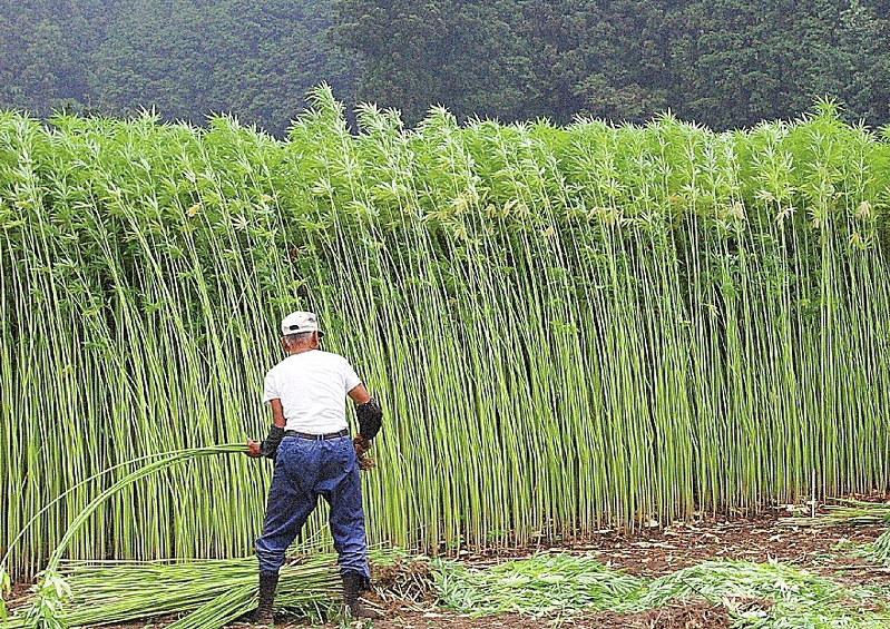 大麻草は高さ3メートルにも育つ。刈り入れなどは重労働になるという=厚労省提供