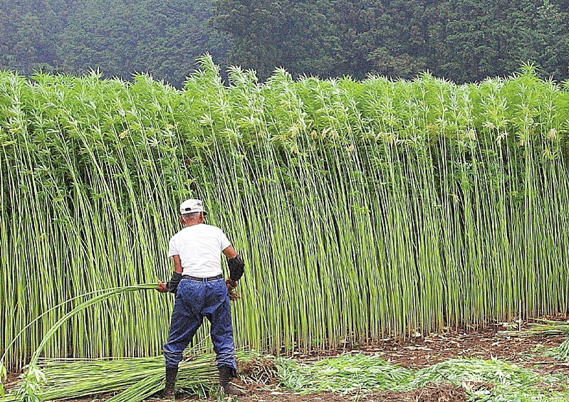 大麻草は高さ３メートルにも育つ。刈り入れなどは重労働になるという＝厚労省提供