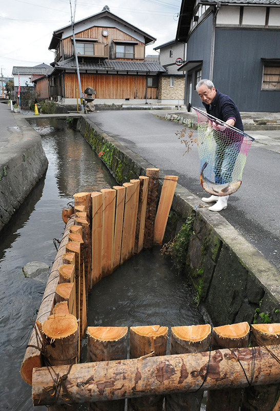 集落内のカワに再現された伝統的な生けす=滋賀県東近江市伊庭町で、金子裕次郎撮影