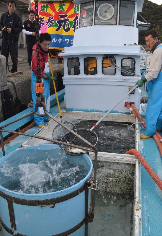 出荷式を控え、九十九島とらふぐを漁船のいけすからトラック積み込み用のおけに移す漁師