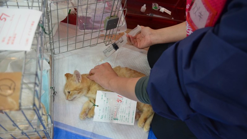 不妊手術を終えた猫に背中から水分を補給する=11月25日、駅義則撮影