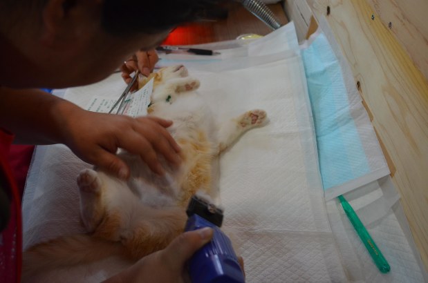 一斉不妊手術で減らせる野良猫と子猫の悲劇  猫ブームの光と陰  駅 