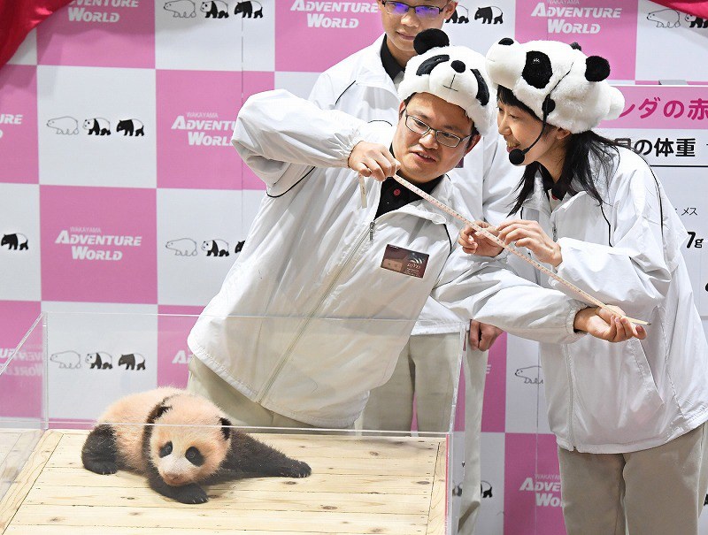 非売品♦️結浜　収穫祭カード　アドベンチャーワールド アドベンチャーワールド 結浜 彩浜 良浜 楓浜 ロゲットカード