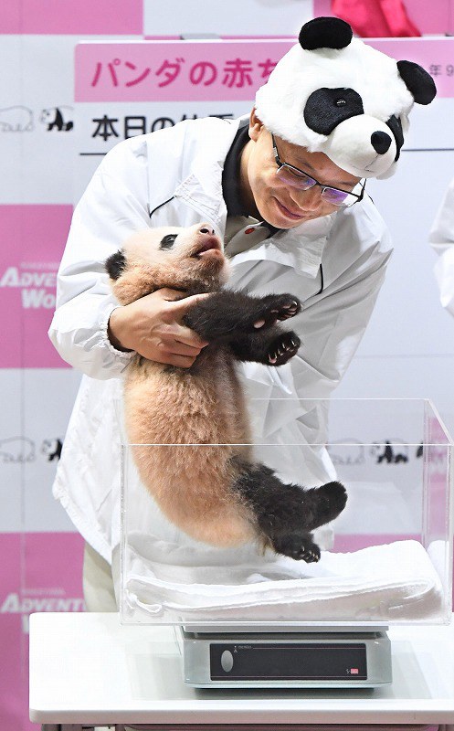 アドベンチャーワールド LOVE TOUR優浜と結浜の赤ちゃん時代のキーホルダー アドベンチャーワールド LOVE TOUR優浜と結浜の赤ちゃん時代の