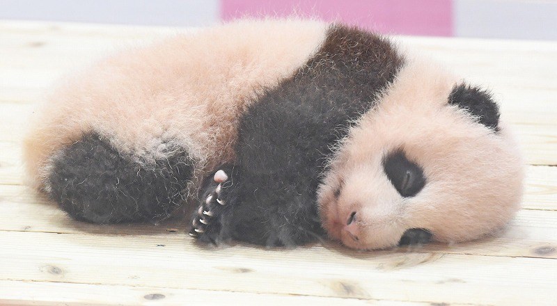 アドベンチャーワールド LOVE TOUR優浜と結浜の赤ちゃん時代の