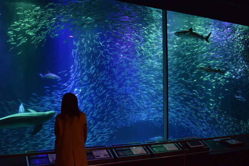 音楽と光の中で、エサのやり方と他の大型魚との関係で様々な形に変化するマイワシの群れ